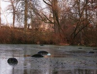 Жданович Константин, 7в класс, г.Черняховск