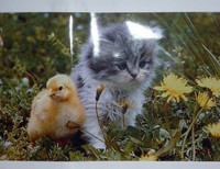 Кутняхов Игорь,11 лет,Воронежская обл.Кантемировский р-он, с. Новобелая ул. Мира, 36 МОУ СОШ Новобелянская